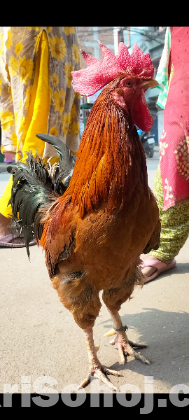 পাহাড়ি মোরগ